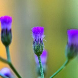 Close-up of pink flower