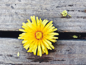 Close-up of yellow flower on wood