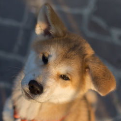 Close-up portrait of dog