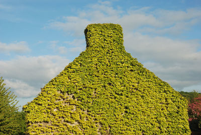 Low angle view of tree against sky