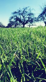 Surface level of grass on field