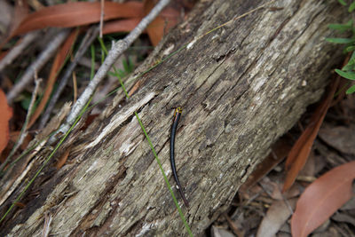 Close-up of insect on wood