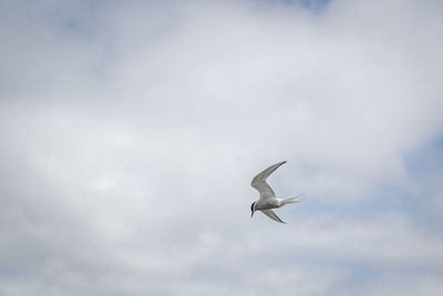 Low angle view of seagull flying against sky