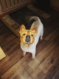 High angle portrait of dog on hardwood floor