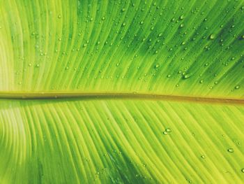 Full frame shot of green leaves