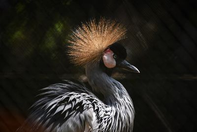 Close-up of bird