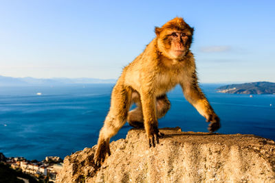 Monkey on rock by sea against sky