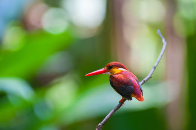 Close-up of bird perching on branch