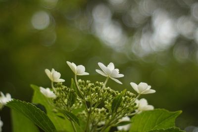 Close-up of white flowers