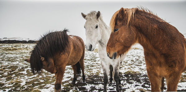 Horses standing in a field