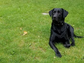 Black dog lying on grass