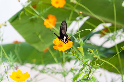 Close-up of black butterfly pollinating on orange cosmos flower