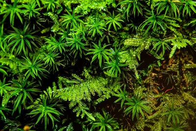 High angle view of plants growing on land