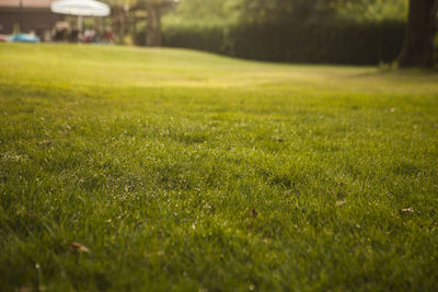 Surface level of grass on field