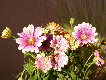 High angle view of pink flowering plants