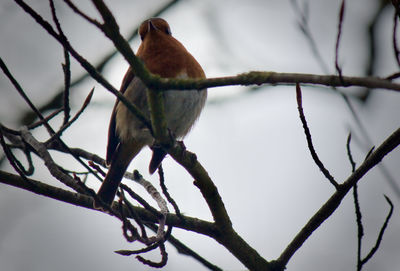 Bird perching on branch