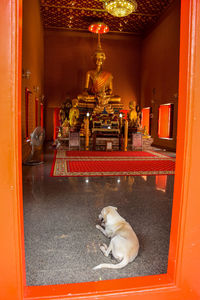 View of a dog in the entrance of building