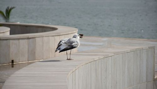 bird