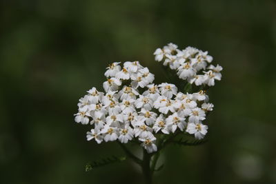 Close-up of white flowering plant