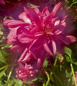 Close-up of flowers blooming outdoors