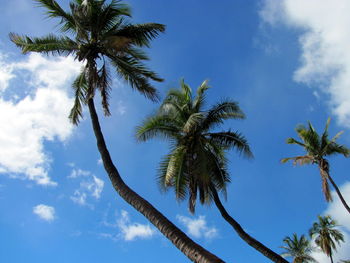 Low angle view of palm trees against sky