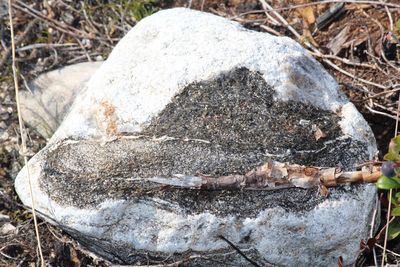 Close-up of crab on rock