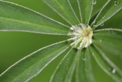 Close-up of raindrops on leaf