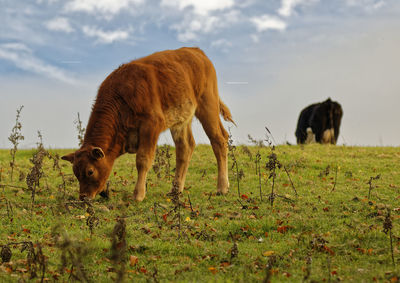 Cattle grazing in a field during autumn