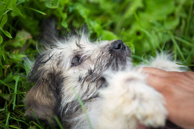 Close-up of a dog