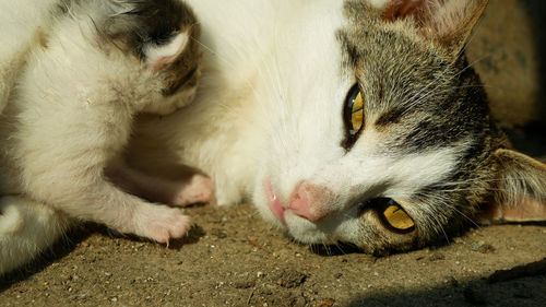 Close-up portrait of a cat