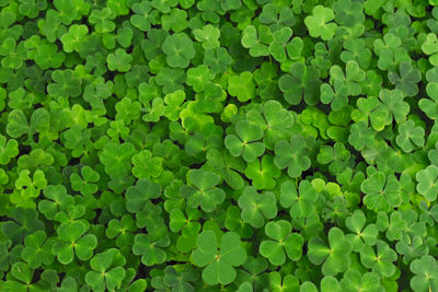 Full frame shot of plants