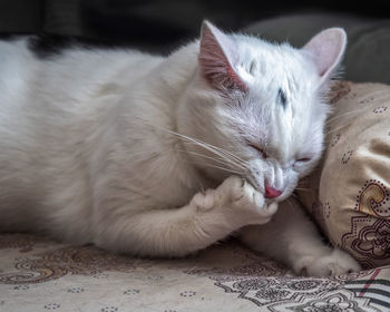 White cat washes while lying on his sofa for cats