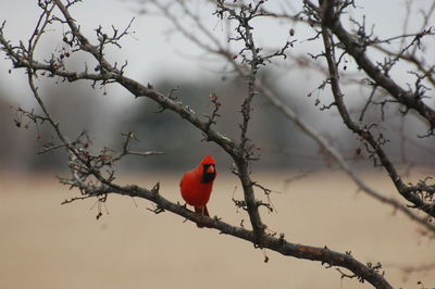 Bird perching on branch