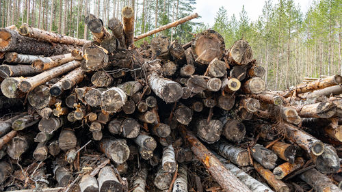 A pile of sawn trees lying in a heap. logging, the problem of deforestation