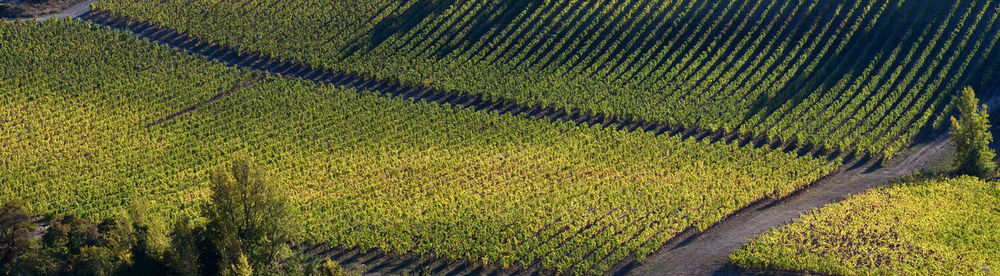 View of vineyard