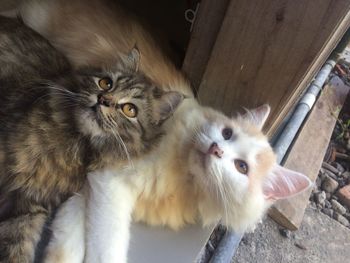 High angle view of cats