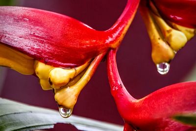 Close-up of red flower in water