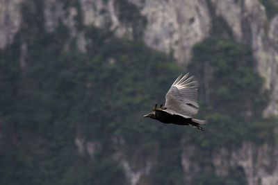 View of bird flying