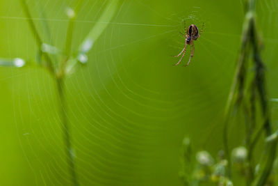 Close-up of spider on web