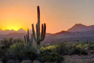 Cactus in desert against sky during sunset