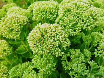 Close-up of white flowering plants