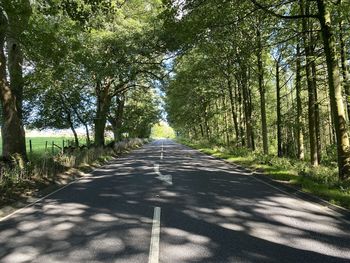 View along, skipton road, lined with old trees, on a sunny day in, blubberhouses, harrogate, uk