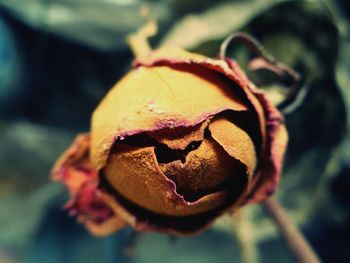 Close-up of flower