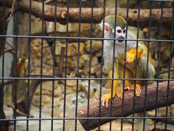 Close-up of chainlink fence in cage at zoo