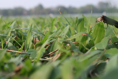 Close-up of crops growing on field