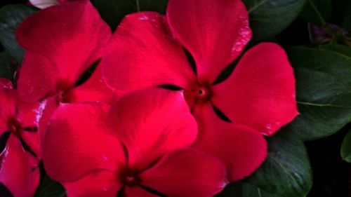 Close-up of pink flowers