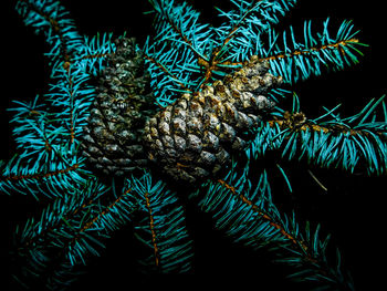 Close-up of dead tree at night