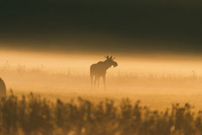 Deer standing on field against sky during sunset