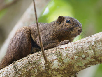 Close-up of squirrel on branch