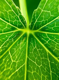 Full frame shot of leaves